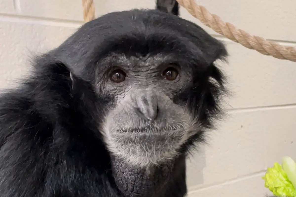 Siamang Smithsonian's National Zoo