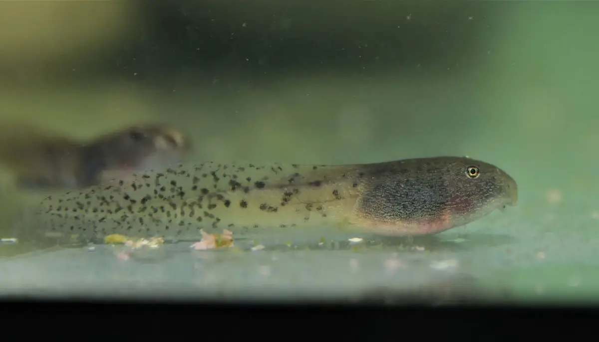 Aussie Ark Frog Breeding Success