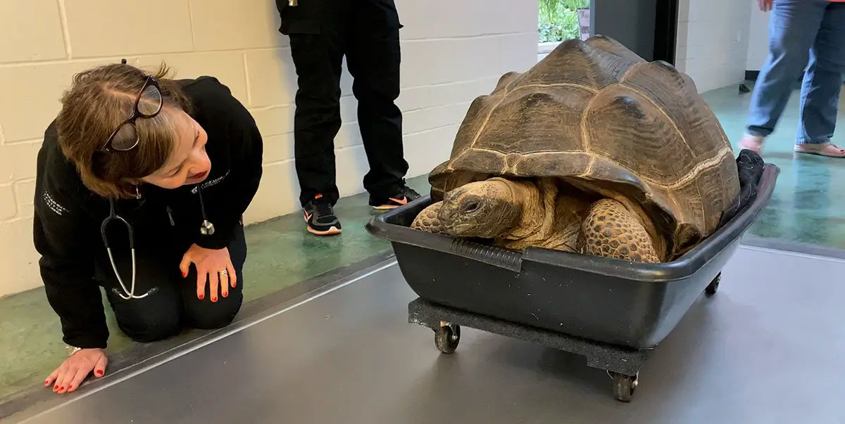 Rescued Tortoises at Oakland Zoo