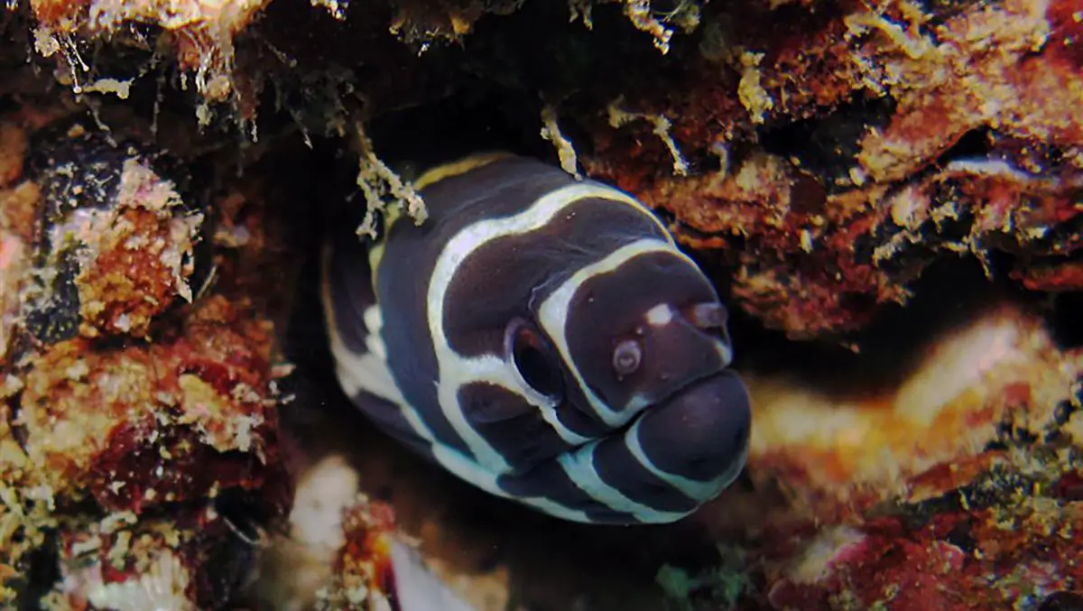 Zebra Moray Eel The Animal Facts Appearance, Diet, Habitat, Behavior