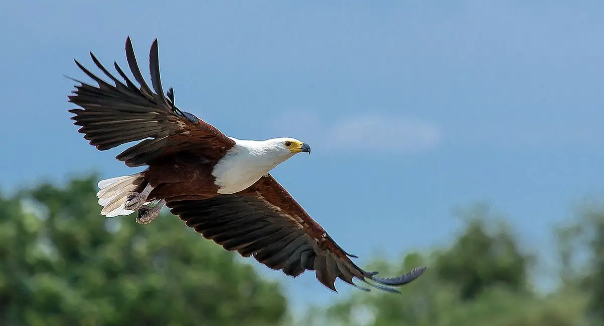 African Fish Eagle The Animal Facts Appearance, Diet, Behavior, Range