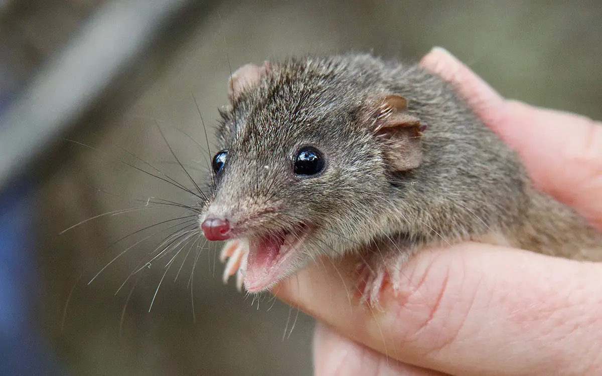 Antechinus Released by Australian Wildlife Conservancy