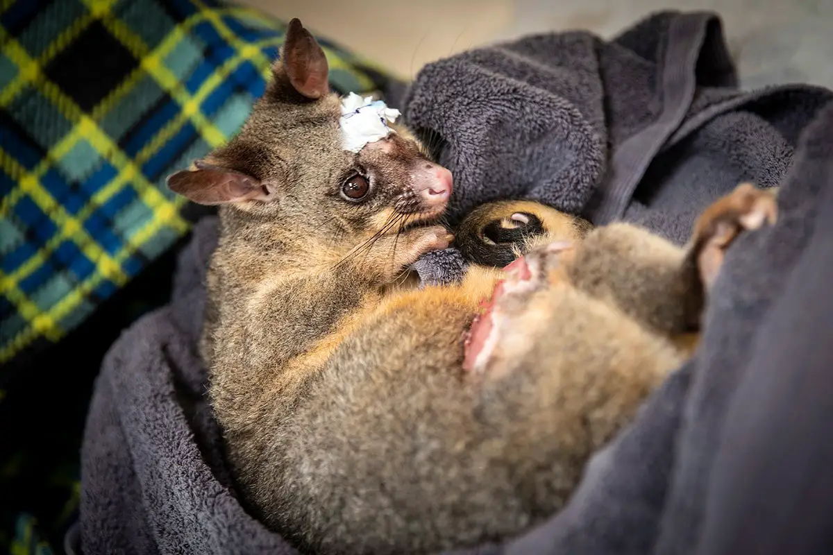 Australia Zoo Wildlife Hospital Shooting Victims