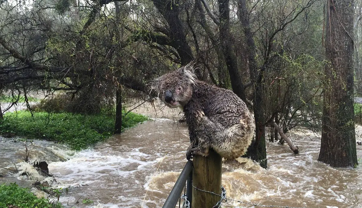 Aussie Ark Flooding