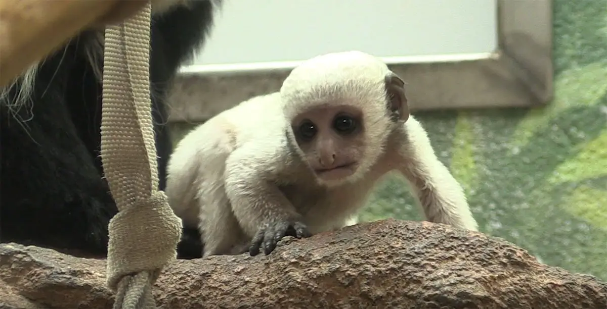 Baby Colobus at Saint Louis Zoo