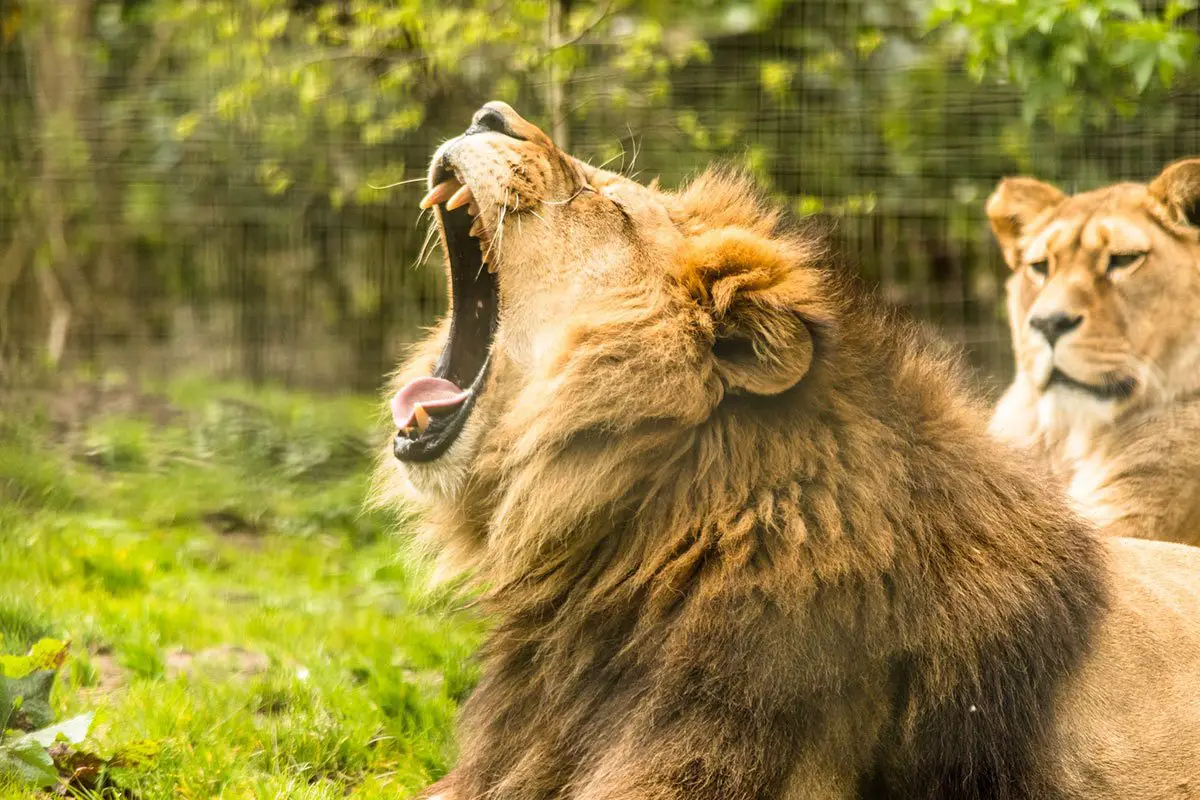 Record Breaking Year at Belfast Zoo