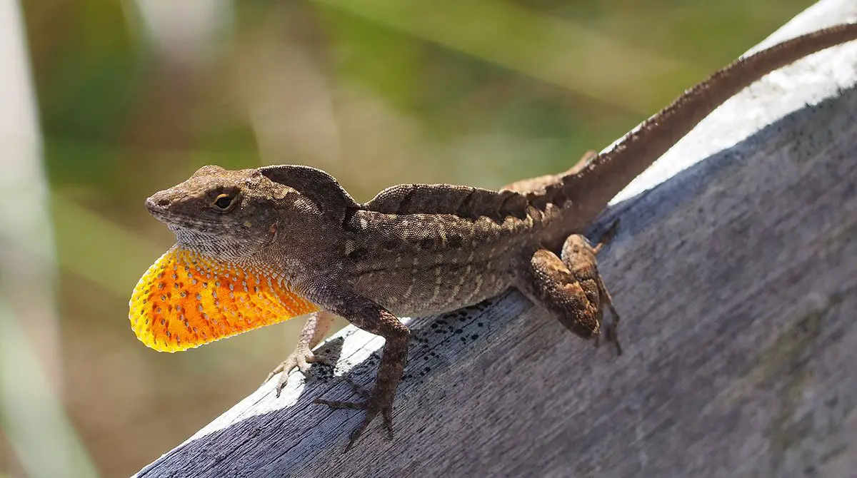 Brown Anole The Animal Facts Appearance, Diet, Habitat, Behavior