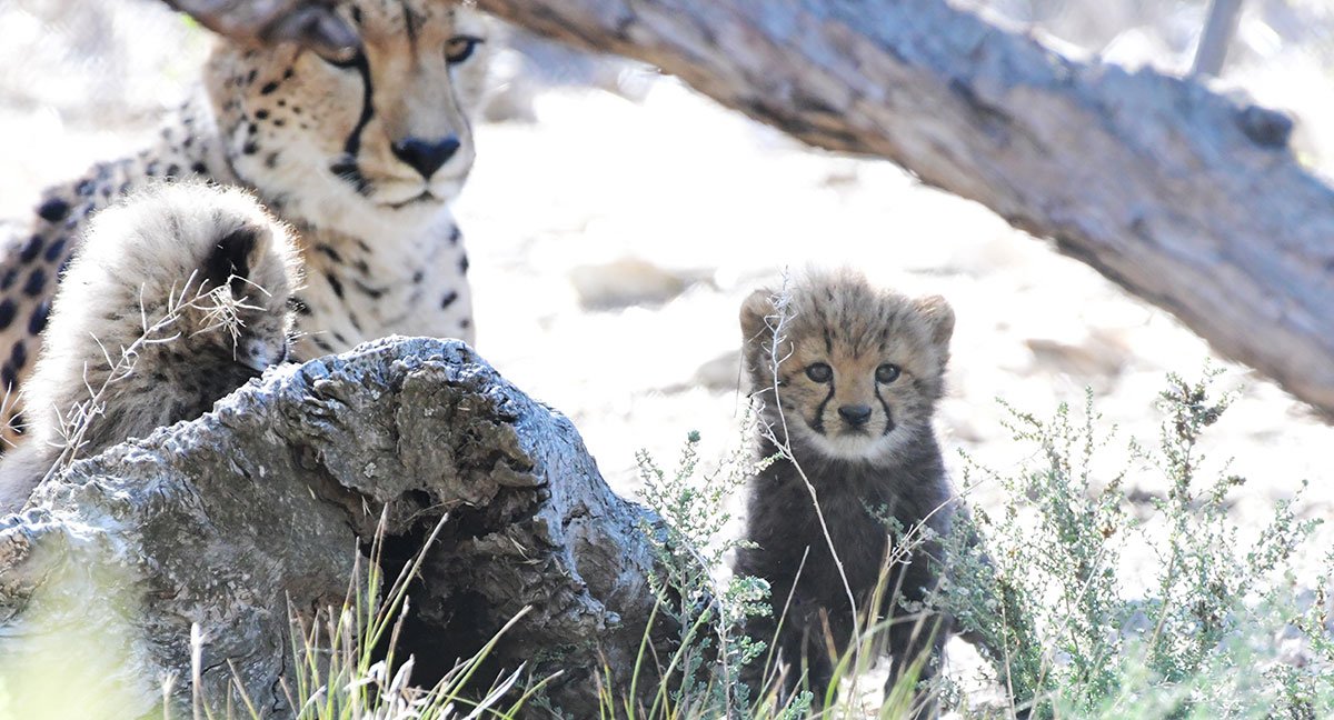 Cheetah Cubs Monarto Safari Park