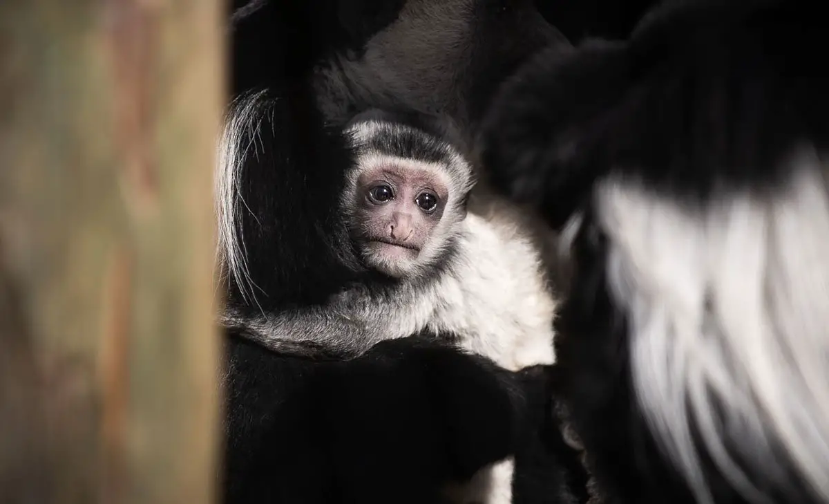 Baby Animals at Columbus Zoo and Aquarium