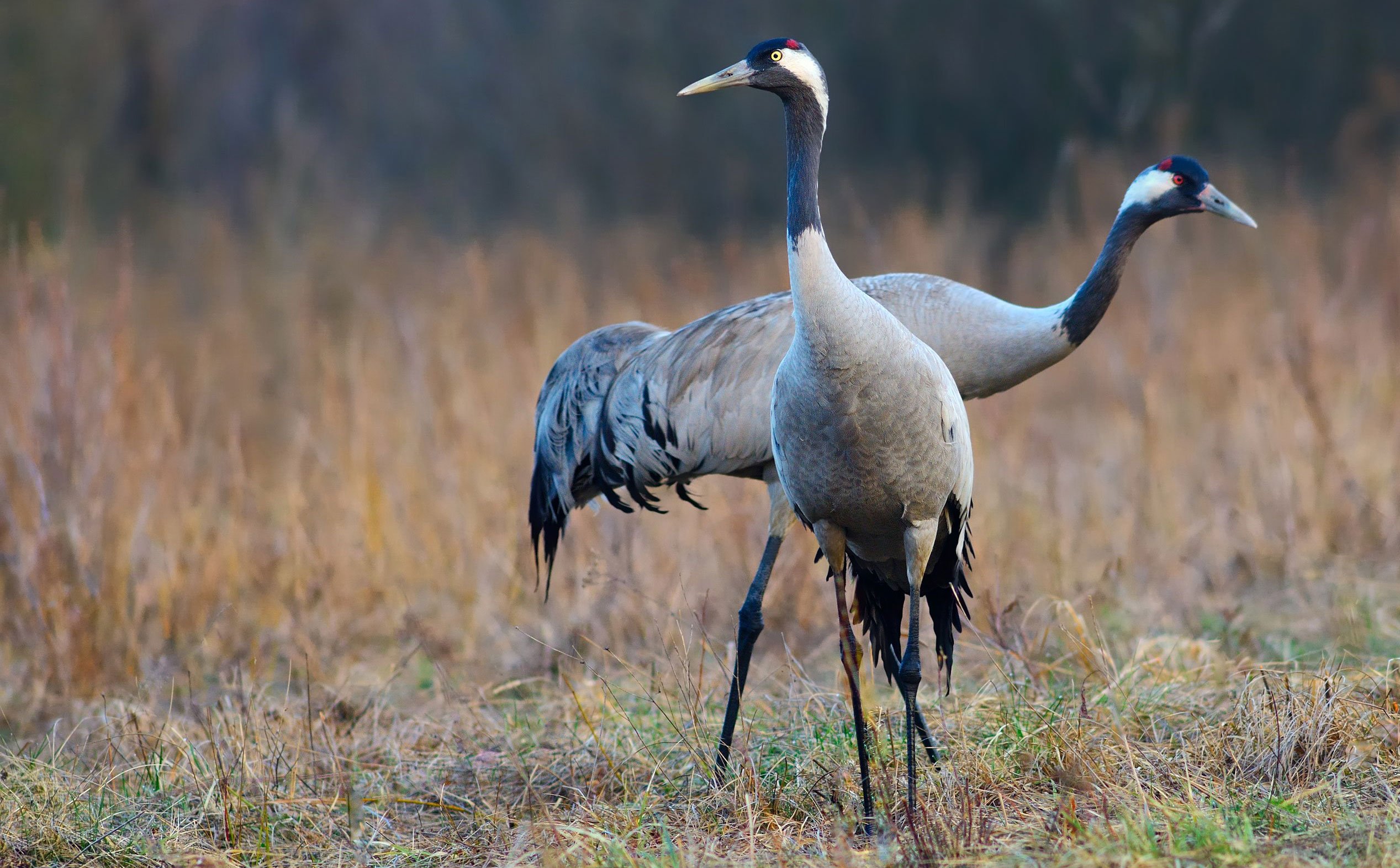 Common Crane The Animal Facts Appearance, Diet, Habitat, Behavior
