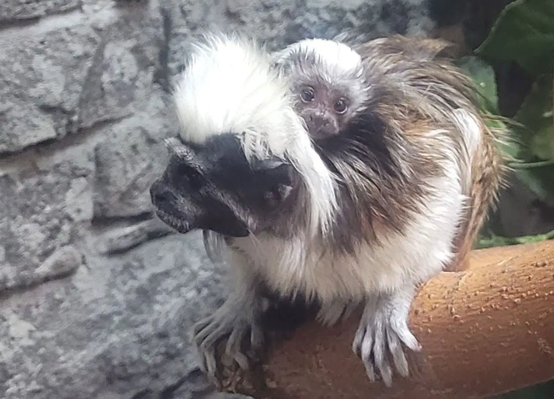 Cotton Top Tamarin Infant Idaho Falls Zoo