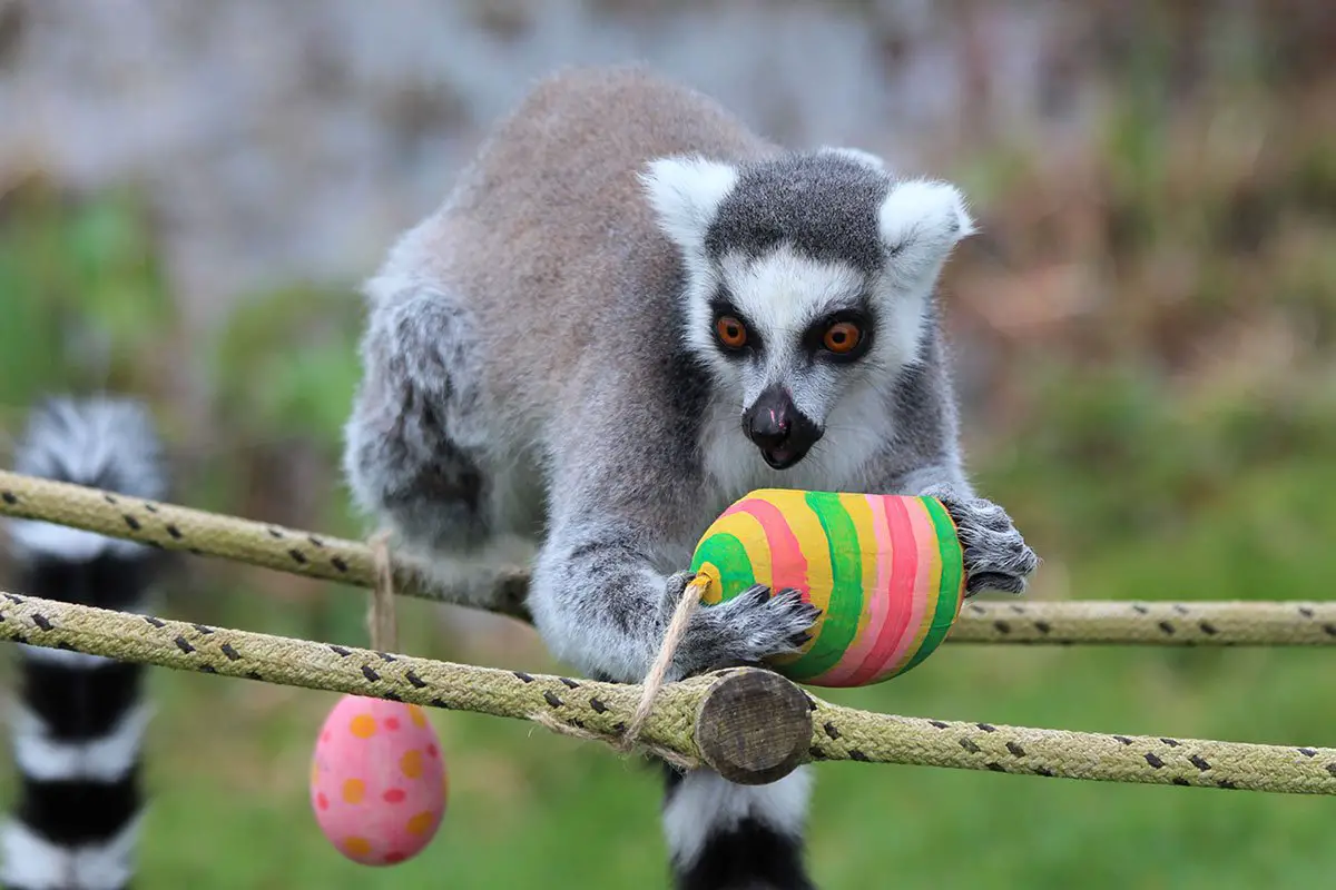 ZSL Whipsnade Zoo Easter Egg Hunt Lemurs