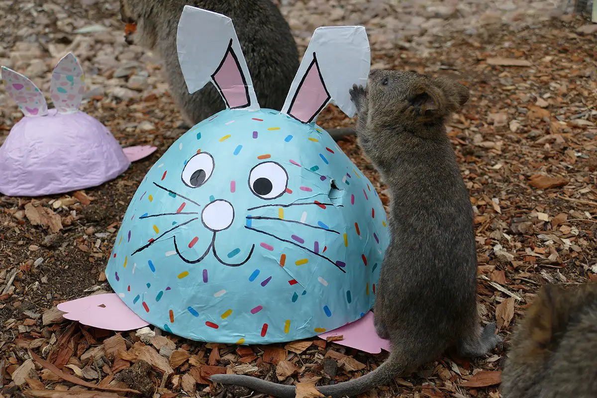 Easter Enrichment at Adelaide Zoo