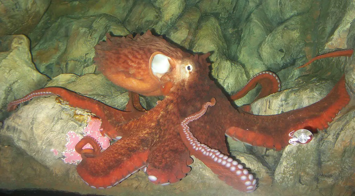 Giant Pacific Octopus The Animal Facts Appearance, Diet, Behavior