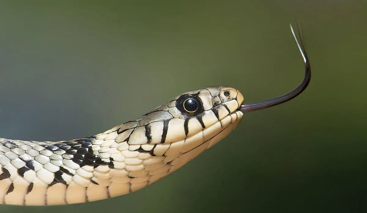 Stock photo of Grass snake (Natrix natrix) juvenile playing dead