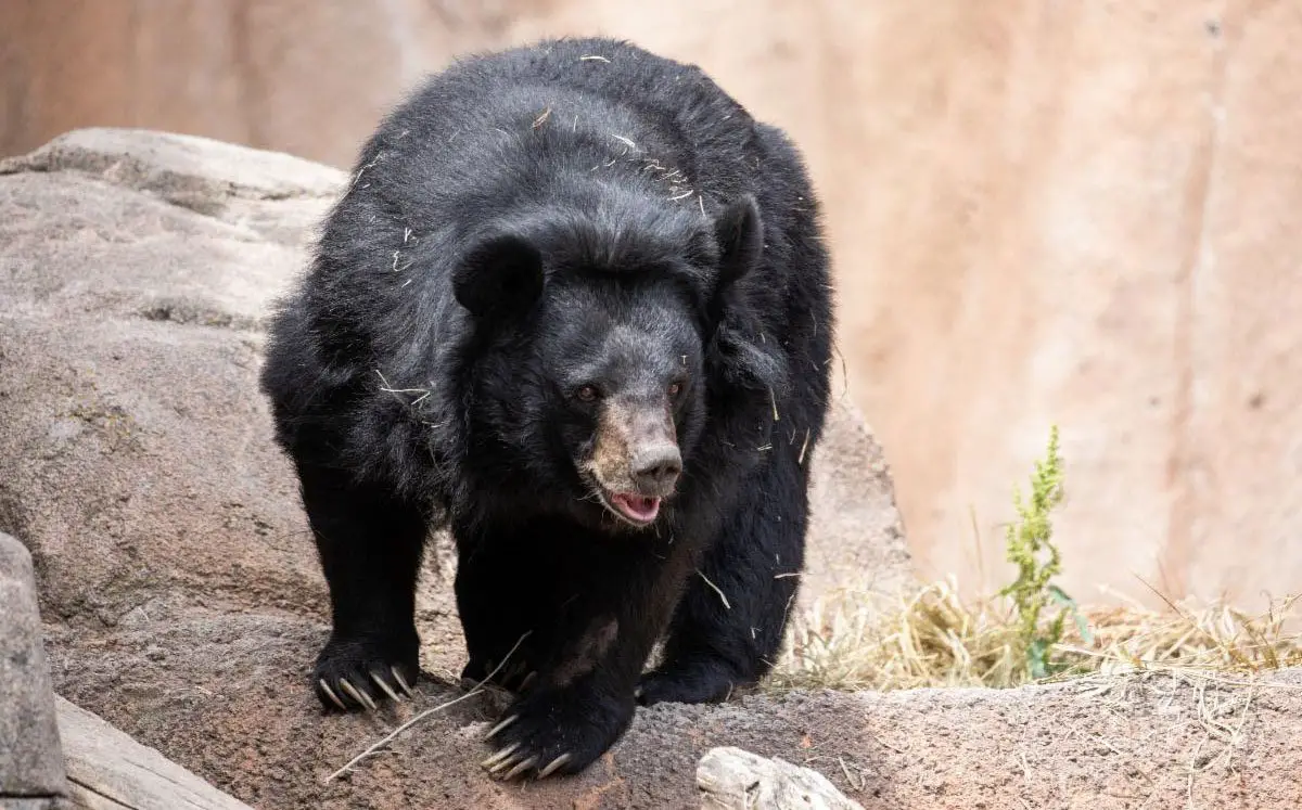 Cheyenne Mountain Zoo Black Bear Passes Away