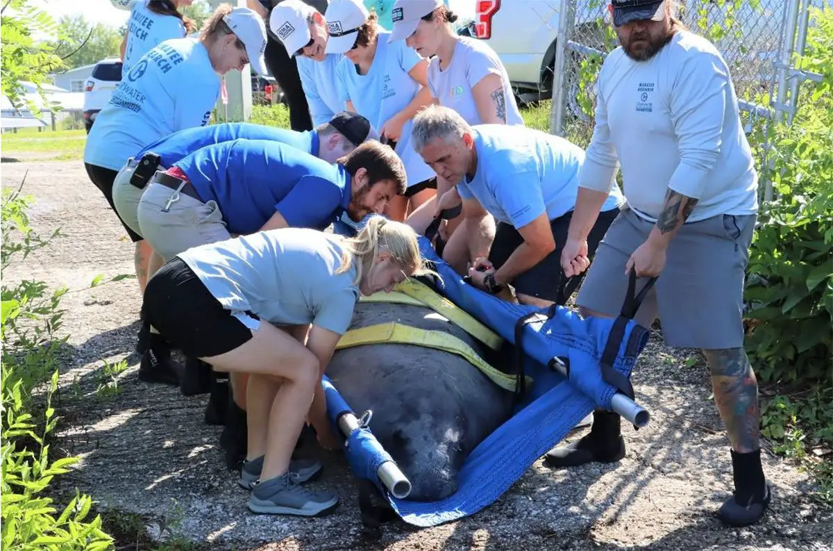 Manatee Release Jacksonville Zoo