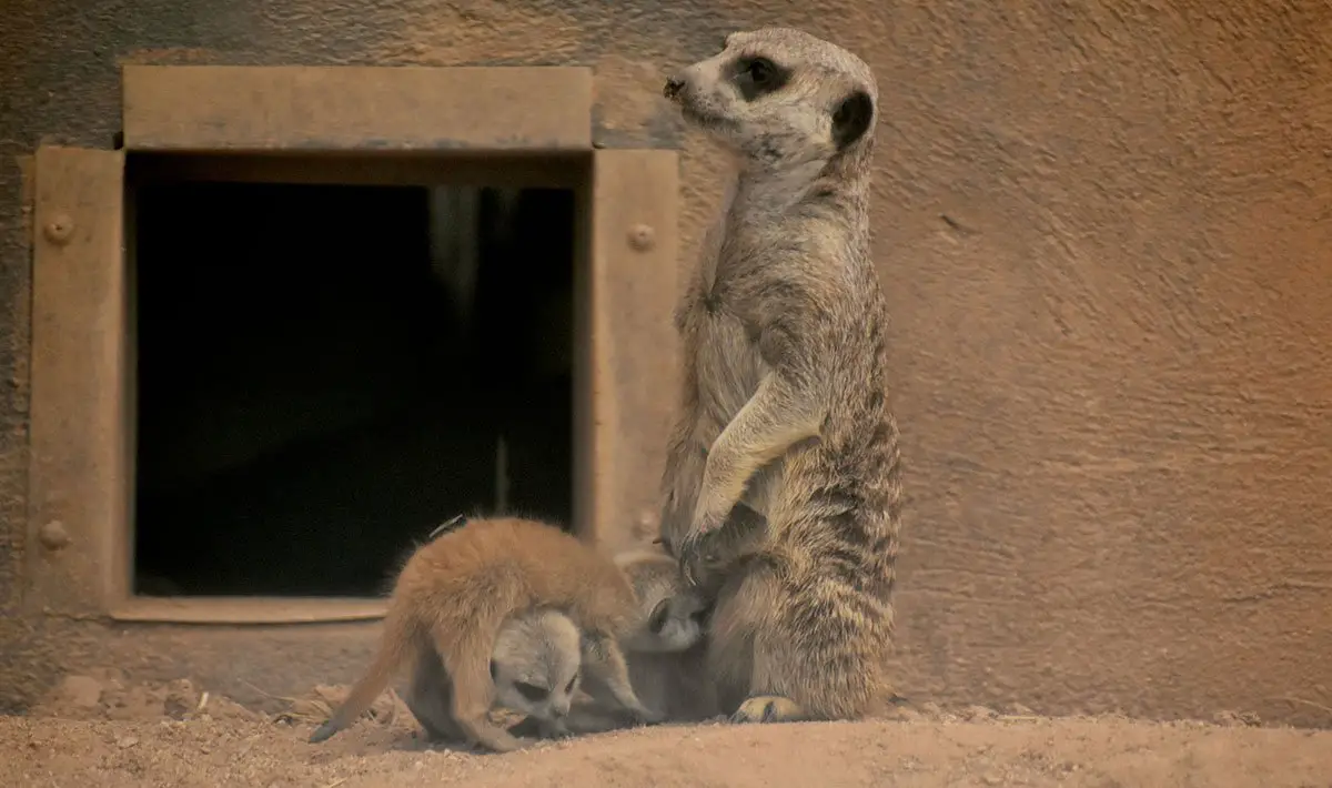 Meerkat Pup Reid Park Zoo