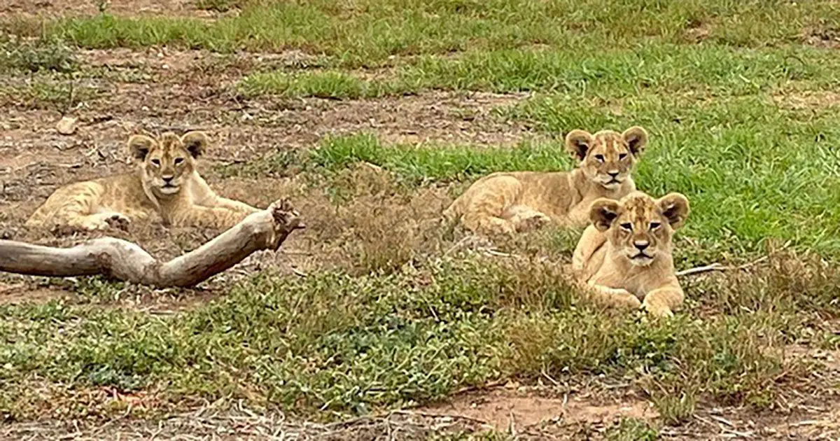 Monarto Safari Park Lion Cubs