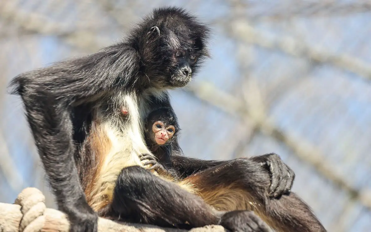 Mexican Spider Monkey Nashville Zoo