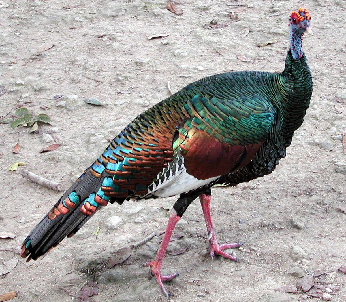 Ocellated Turkey The Animal Facts Appearance, Diet, Habitat, Behavior