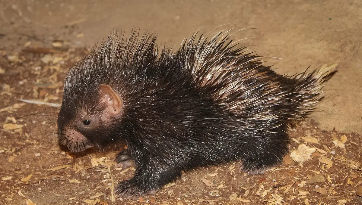 Porcupette at ZSL London Zoo