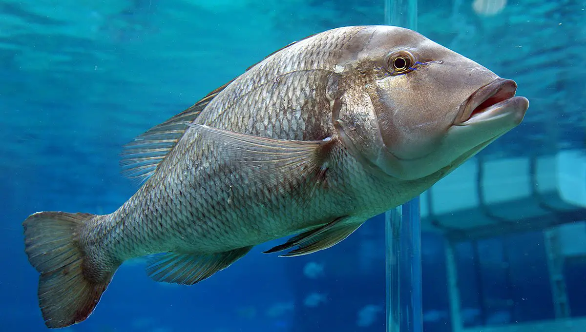 National Aquarium On X The Queensland Grouper Can Grow To, 46 OFF