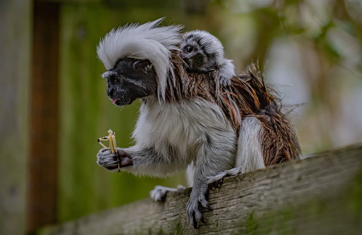 Cotton Top Tamarin Infant Chester Zoo