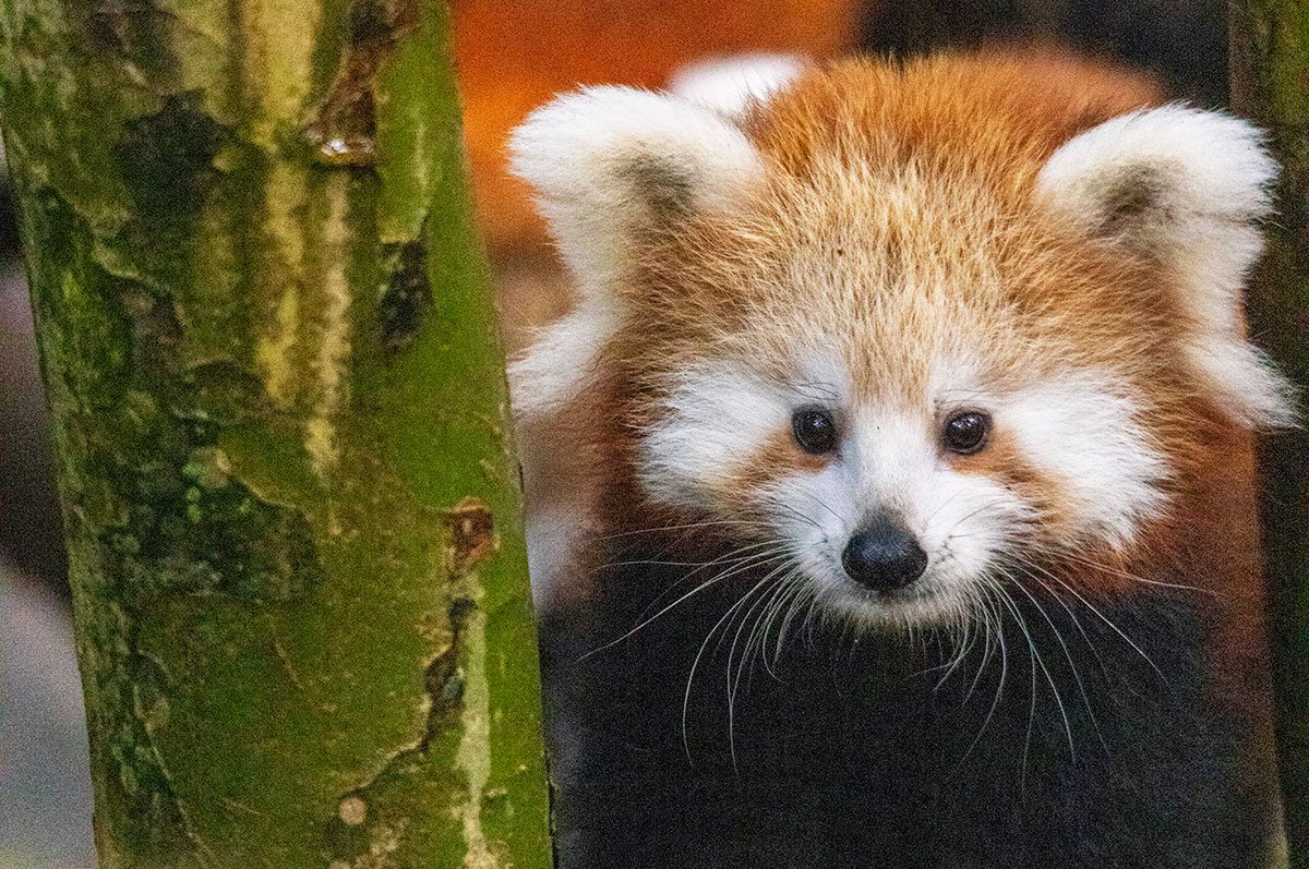 Taronga Zoo Red Panda Cubs Named