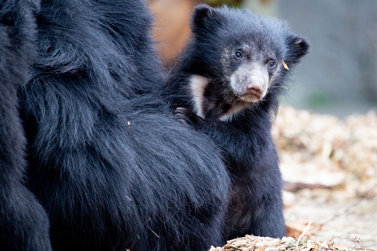 Sloth Bear Cub Woodland Park Zoo