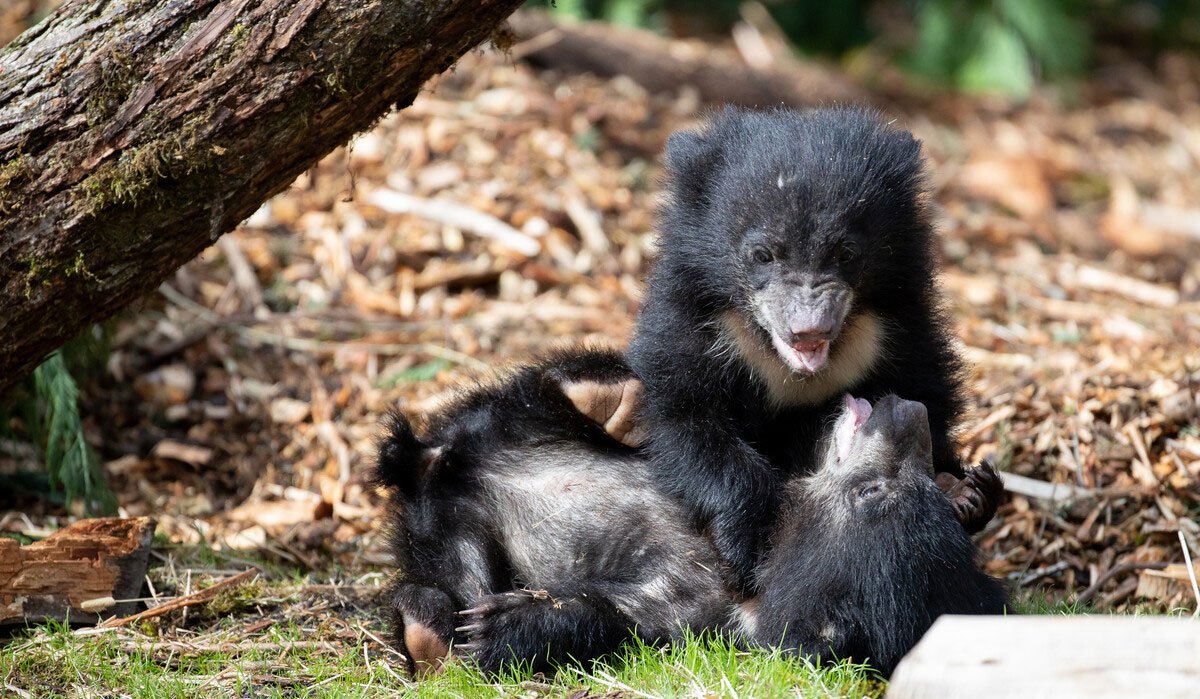 Sloth Bear Cubs Named at Woodland Park Zoo