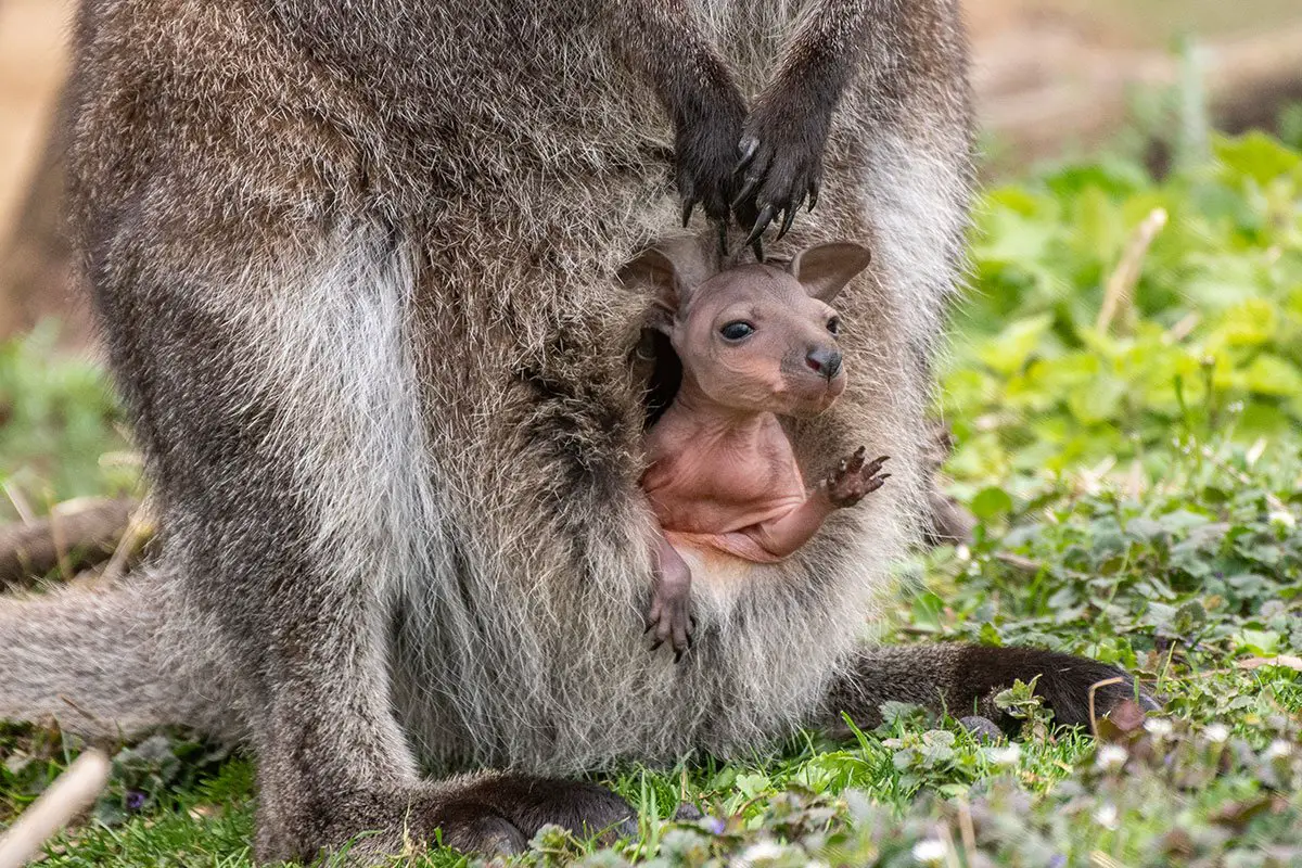 Red-Necked Wallaby Joey Marwell Zoo