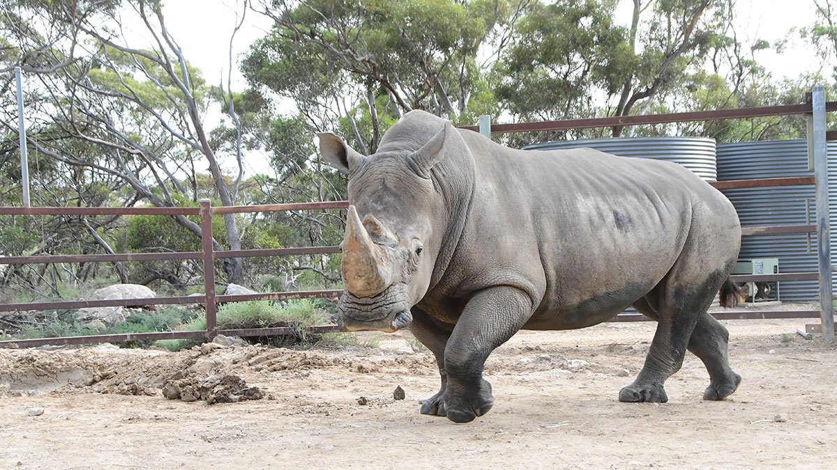 White Rhino Home Swap