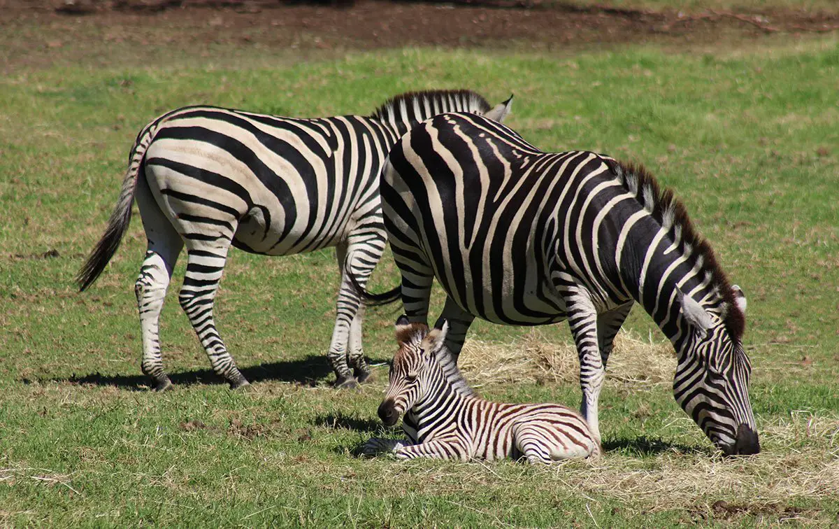 Zebra Foal at Taronga Western Plains Zoo