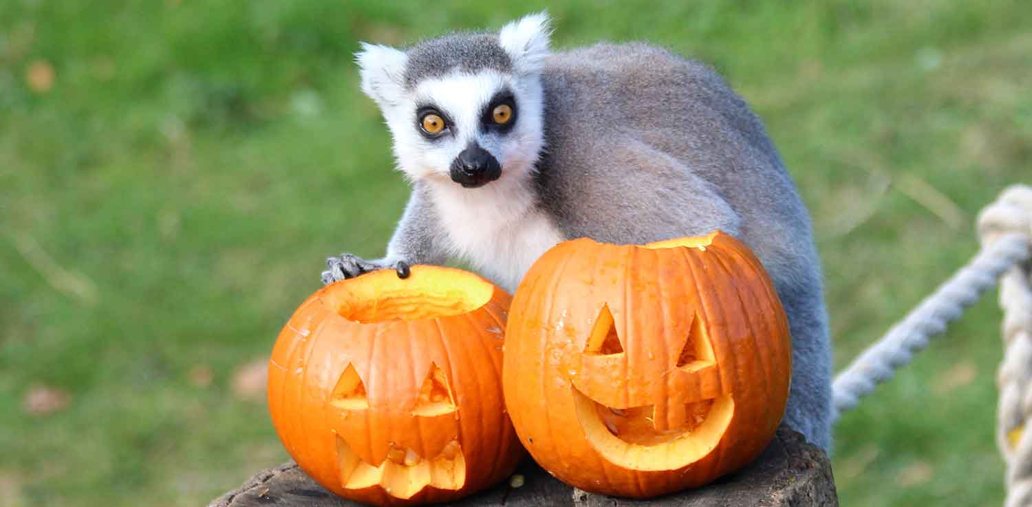 Ring Tailed Lemur Halloween Fun at ZSL Whipsnade Zoo