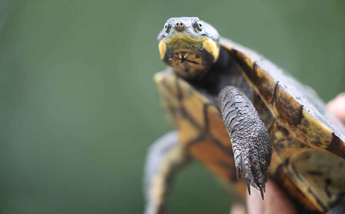 Manning River Turtle Release Aussie Ark