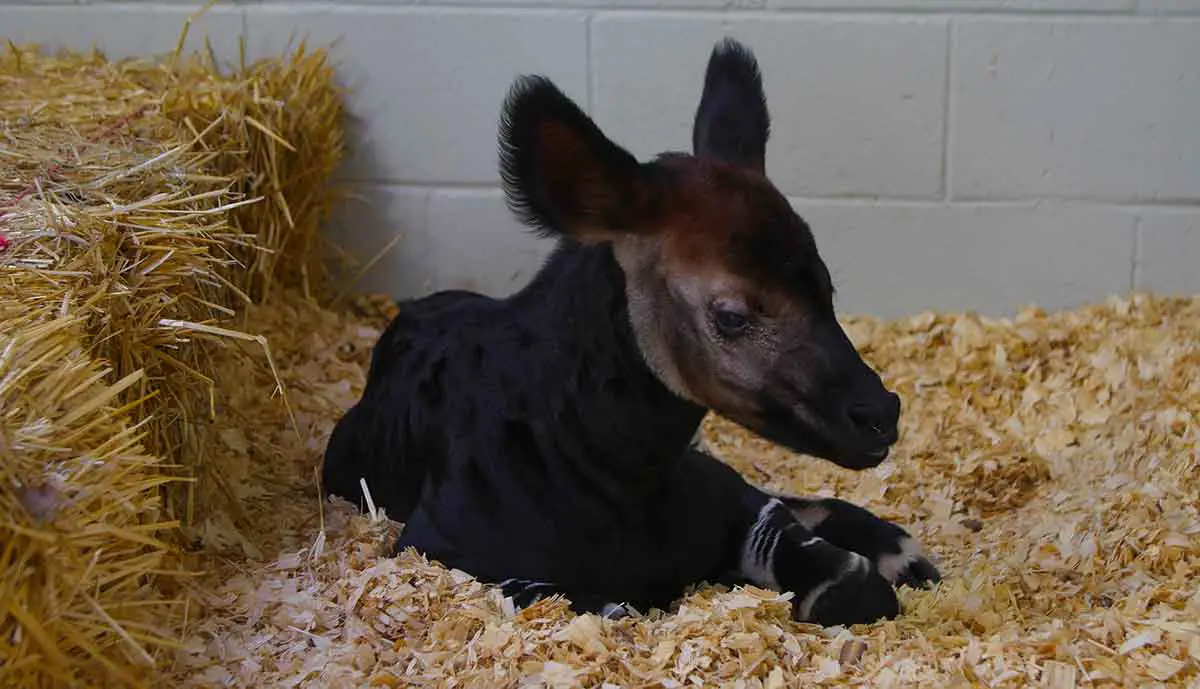 Okapi Calf Audubon Species Survival Center