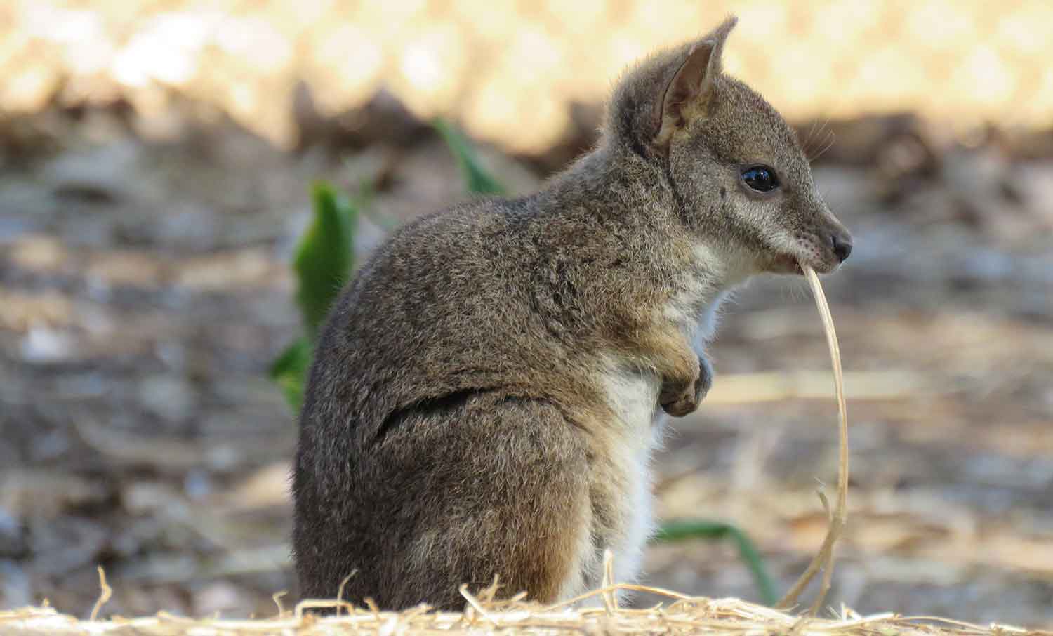 Parma Wallaby - The Animal Facts - Appearance, Diet, Habitat
