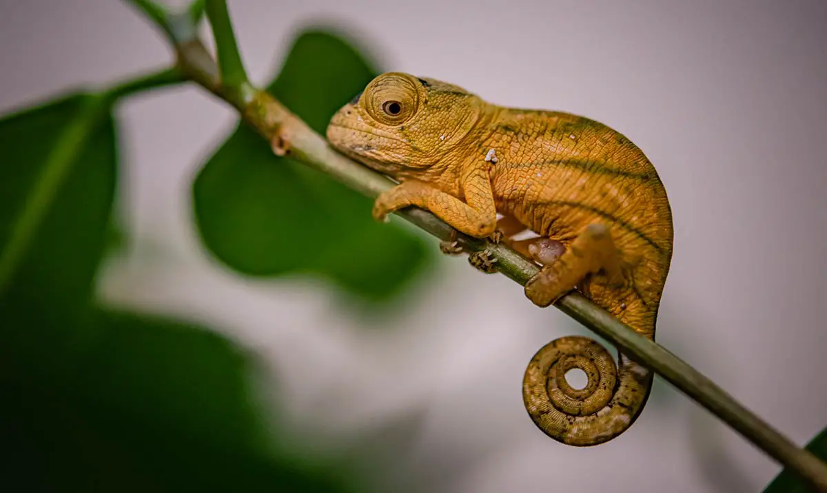 Parsons Chameleon Chester Zoo