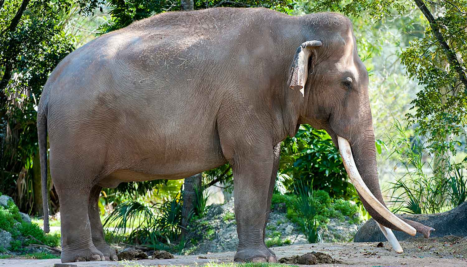 Zoo Miami Mourn the Passing of Elephant – Dalip