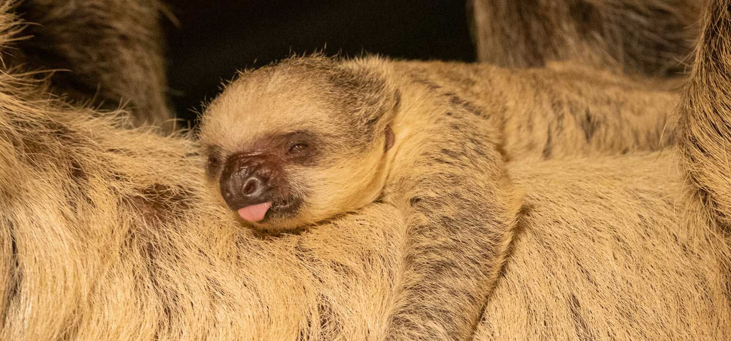 Sloth Baby ZSL London Zoo