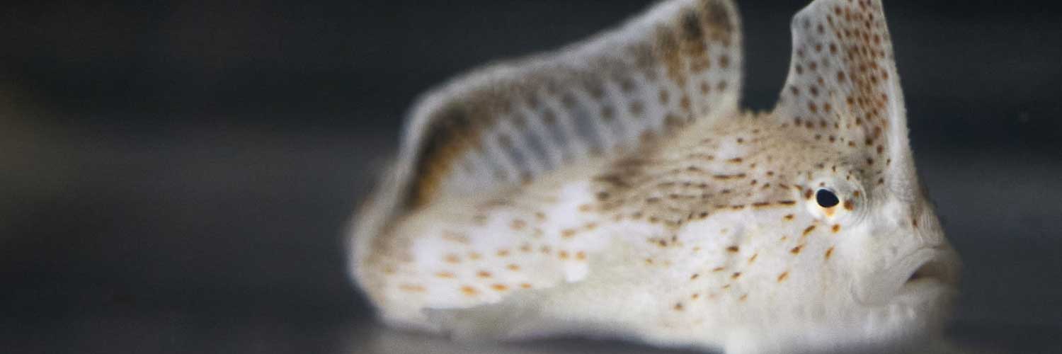 Spotted Handfish Breeding at SEA LIFE Melbourne Aquarium