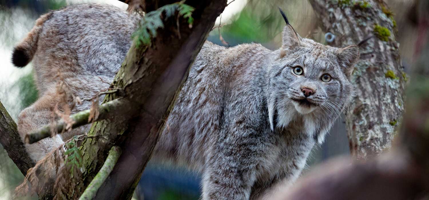 Lynx Exhibit Opens at Woodland Park Zoo
