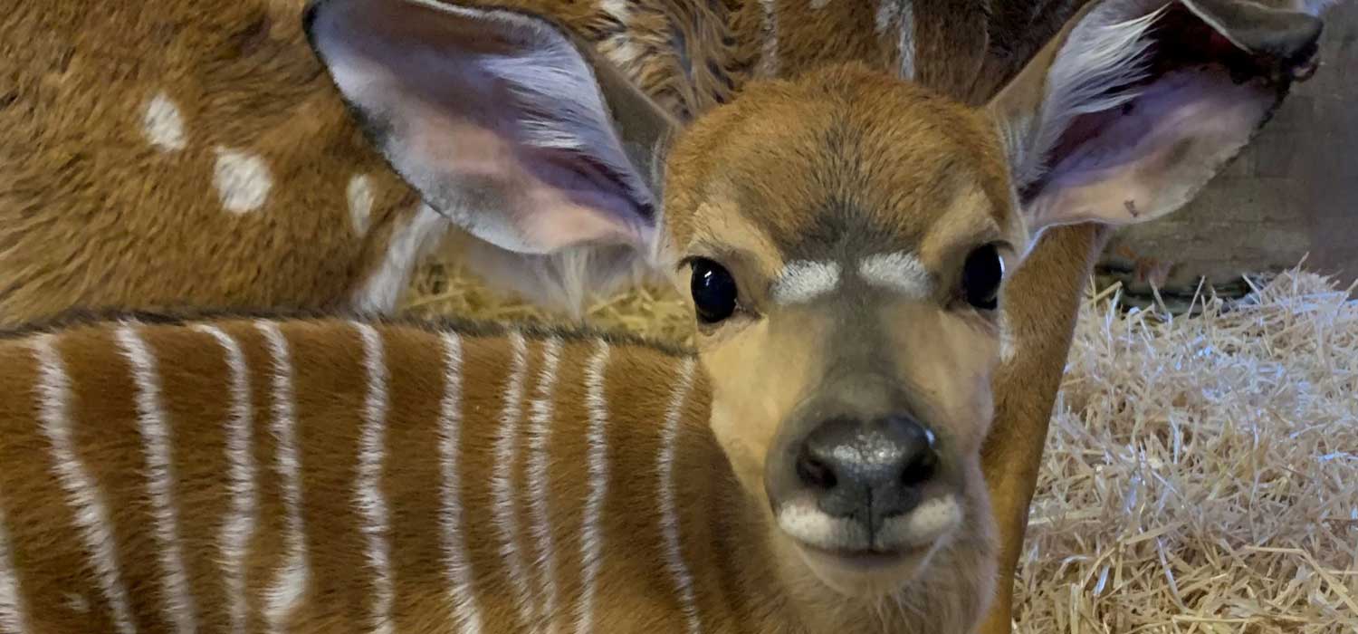 Nyala Calf at Edinburgh Zoo