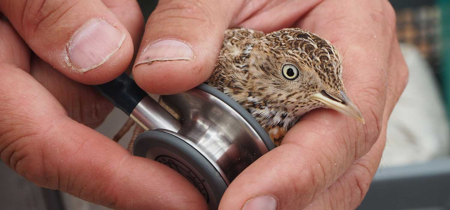 Plains Wanderer Monarto Safari Park