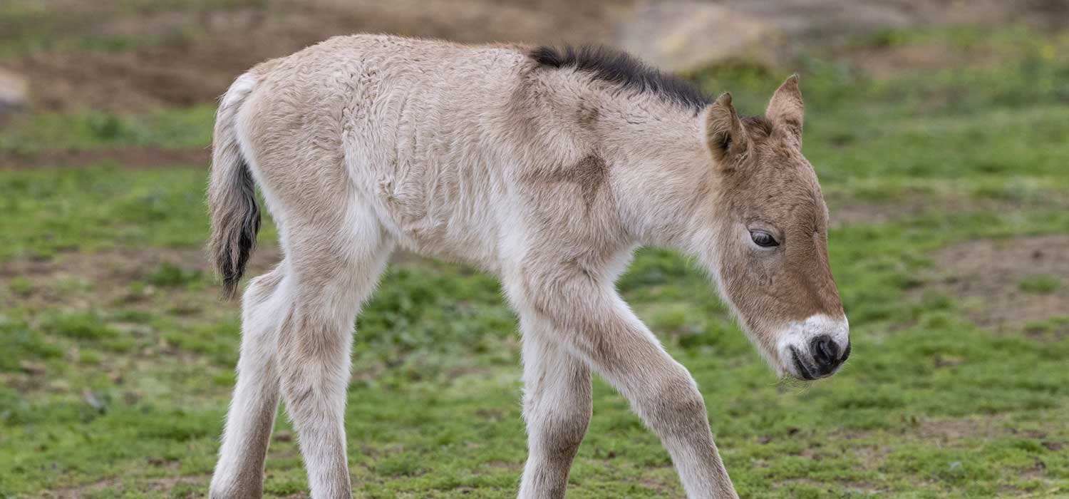 Przewalski's Horse Foal Born at San Diego Zoo Safari Park