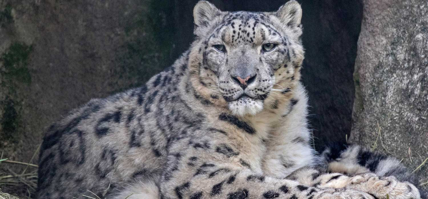 Snow leopard passes at Woodland Park Zoo