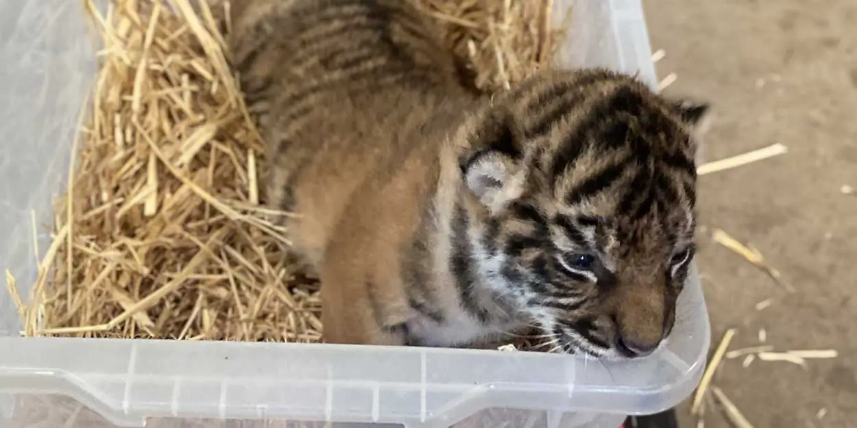 Sumatran Tiger Cubs at Adelaide Zoo