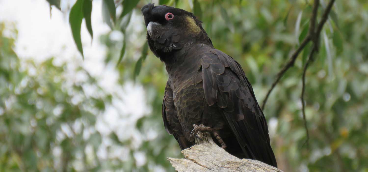 YellowTailed Black Cockatoo The Animal Facts Appearance, Diet