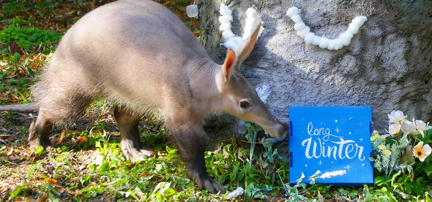 Aardvark Groundhog Day Audubon Zoo